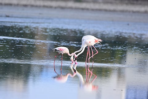 Flamingos from Gujarat enjoy their stay at Pallikaranai wetlands