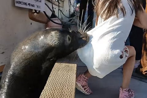 Sea lion drags girl into water in Canada