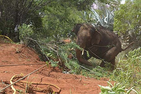 Foresters end killer jumbo’s run after 10-hr battle