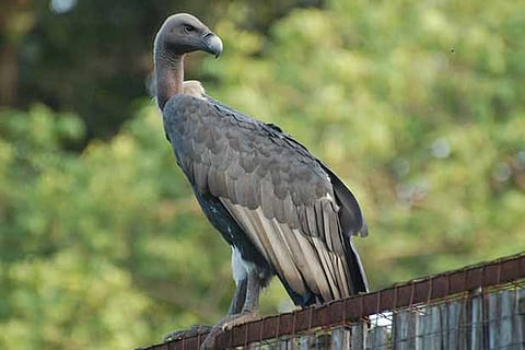 Endangered species of vultures sighted in UP tiger reserve