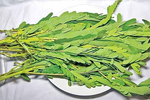 The healing properties of agathi keerai