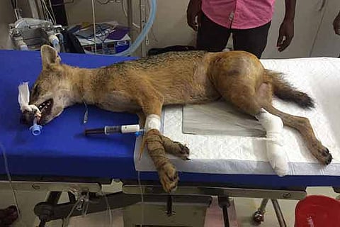 The injured jackal, which was found near Gandhi Mandapan, after the surgery in Chennai