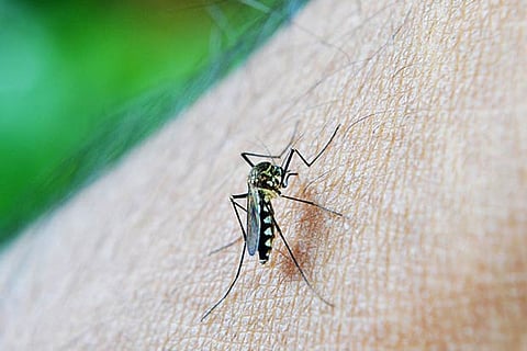 Short light treatment may reduce mosquito bites at night
