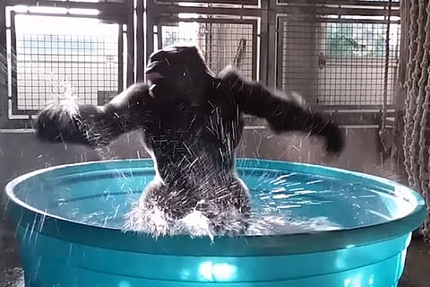 A screenshot from the video