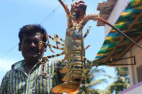 A fisherman displays a lobster weighing around 2 kg in Rameswaram