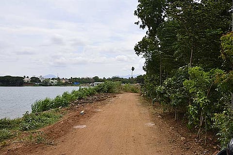 View of one of the Miyawaki Forest patches that is a year old on the Singanallur Lake