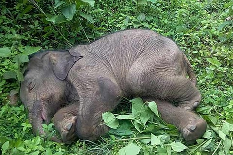 The weak elephant calf lying on the ground refusing milk fed by forest officials
