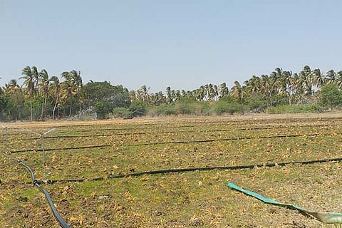 Sprinkler irrigation for black gram sown at Mela Kalamalai village in Tiruverumbur