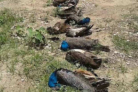 The nine peacocks that were found dead on barren lands in Thoothukudi district on Thursday