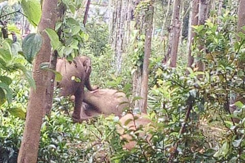 One of the elephants that was electrocuted near Gudalur in The Nilgiris on Friday