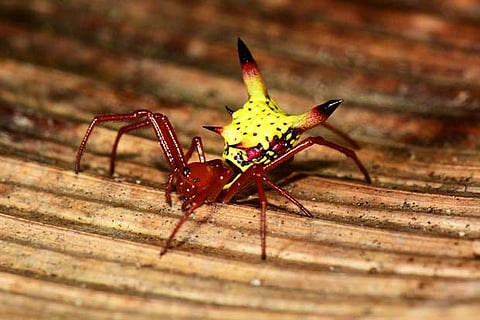 This rare spider’s abdomen looks like pokemon Pikachu