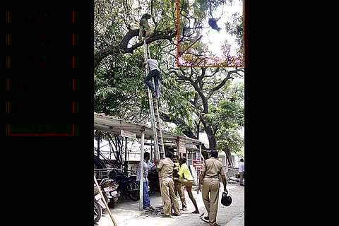 The cat that was stuck on a treetop on Good Shed Road in Coimbatore