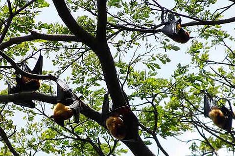 60 animal-friendly hamlets vow to celebrate a decibel-free Deepavali