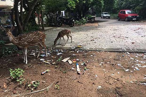 NGT directs protection of endangered species in IIT Madras