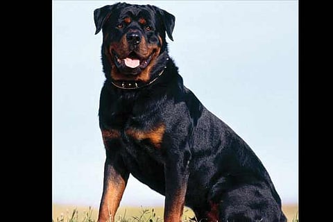 ‘Killer’ Rottweiler to be handed over to Blue Cross