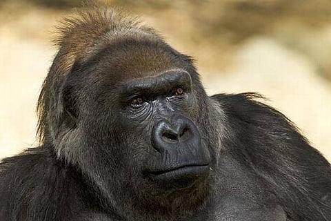 Vila, one of world’s oldest gorillas, dies at San Diego Zoo