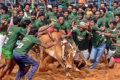 Bull tamers in action at the jallikattu event in Coimbatore