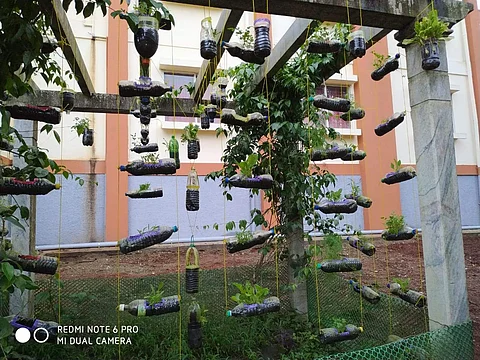 Bottles used to grow plants at a college in Sirsi (Pic: Prof Shivanand Hongal)