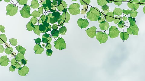 ಸೂಕ್ತವಾಗಿ ಸಂಗ್ರಹಿಸಿ ವಿಶ್ಲೇಷಿಸಲಾದ ದತ್ತಾಂಶ, ಪರಿಸರ ಸಂರಕ್ಷಣೆಯಲ್ಲಿ ಉಪಯುಕ್ತ