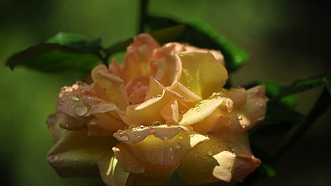 ತನ್ನ ಮೇಲಿನ ನೀರ ಹನಿಗಳನ್ನು ಎಷ್ಟೇ ಕೊಡವಿದರೂ ಅಂಟಿಸಿಟ್ಟುಕೊಳ್ಳುವ ಗುಣ ಗುಲಾಬಿ ಹೂವಿನ ಪಕಳೆಗಳದು