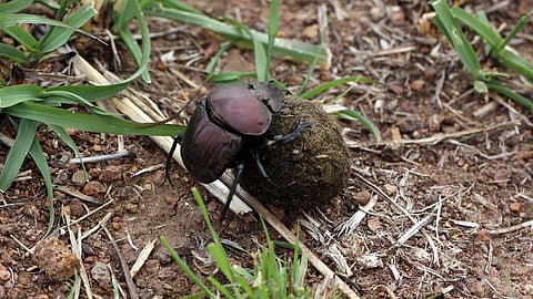 ಆರು ಸಾವಿರ ಪ್ರಬೇಧಗಳಷ್ಟು ಸಗಣಿ ದುಂಬಿಗಳಿವೆ.