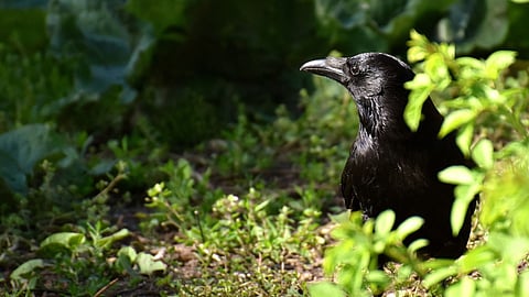 ವಿಜ್ಞಾನಿಗಳ ತಂಡವೊಂದು ಕಾರ್ವಸ್ ಕೋರಾಕ್ಸ್ ಎನ್ನುವ ಕಾಡುಕಾಗೆಗಳನ್ನು ದೊಡ್ಡ ಪಂಜರಗಳಲ್ಲಿಟ್ಟು ಪರೀಕ್ಷೆ ಮಾಡುತ್ತಿದೆ. ಈ ಕಾಗೆಗಳು ಬ್ರೆಡ್ಡಿಗಿಂತಲೂ ಬೆಣ್ಣೆಯನ್ನು ಇಷ್ಟ ಪಡುತ್ತವೆಯಂತೆ!