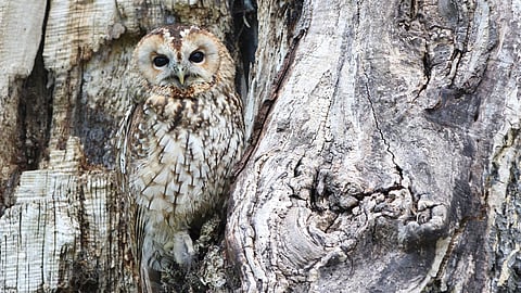 ತಮ್ಮ ದೇಹದ ರಚನೆ ಹಾಗೂ ಬಣ್ಣದ ಸಹಾಯ ಪಡೆಯುವ ಜೀವಿಗಳು, ತಮ್ಮ ಸುತ್ತಲಿನ ಪರಿಸರದೊಂದಿಗೆ ಬೆರೆತುಹೋಗುವ ತಂತ್ರಗಾರಿಕೆಯನ್ನೇ ಛದ್ಮ (camouflage) ಎಂದು ಕರೆಯುತ್ತಾರೆ.