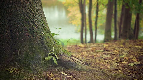 ಮಳೆ ತರಿಸುವ, ಮಣ್ಣಿನ ಫಲವತ್ತತೆ ಕಾಪಾಡುವ, ಶುದ್ಧ ನೀರು-ಗಾಳಿಯನ್ನು ಒದಗಿಸುವ, ಮಾಲಿನ್ಯ ಹಾಗೂ ವಾಯುಗುಣ ಬದಲಾವಣೆಯನ್ನು ನಿಯಂತ್ರಣದಲ್ಲಿಡುವ ಕಾಡುಗಳು ನಮ್ಮ ಬದುಕಿನಲ್ಲಿ ಮಹತ್ವದ ಪಾತ್ರ ವಹಿಸುತ್ತವೆ.