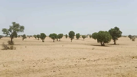 Alt="Khejri trees"