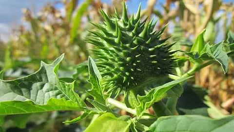 Gokshura: Discover the Uses and Health Benefits of This Powerful Medicinal Plant