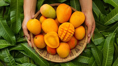 Unveiling the Stories Behind India's Beloved Mango Varieties