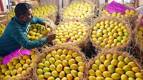 Fake Hapus Mangoes Enter The Market In Chhatrapati Sambhajinagar