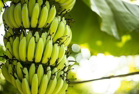 GDP Growth: Rise in Banana Production Signals New Direction for Indian Agriculture