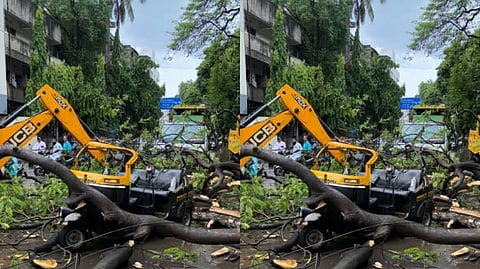 Pune: 76-Year-Old Woman Dies After Tree Falls on Rickshaw