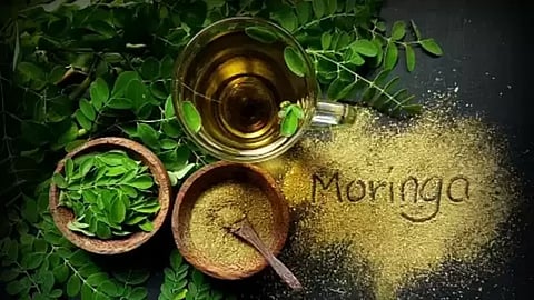 Moringa Leaves: A Natural Boon for Hair Health — Know Their Uses and Benefits