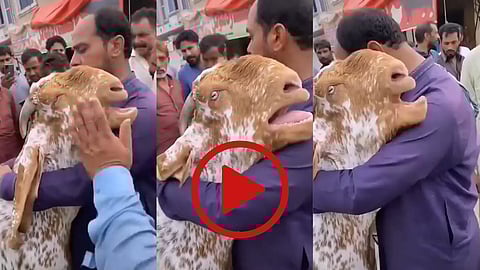 Viral video: Goat cries while resting its head on owner's shoulder during Bakri Eid sale, netizens get emotional