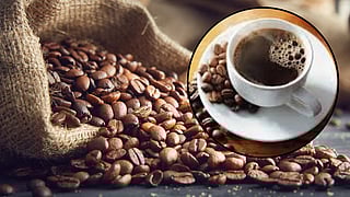 Discover the Most Popular Types Used to Brew Your Favorite Coffee