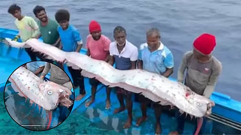 Doomsday Fish in Kerala: Rare Oarfish Sighting Sparks Global Concern