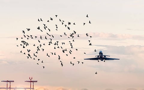 Flight operations disrupted at Pune airport due to flock of birds
