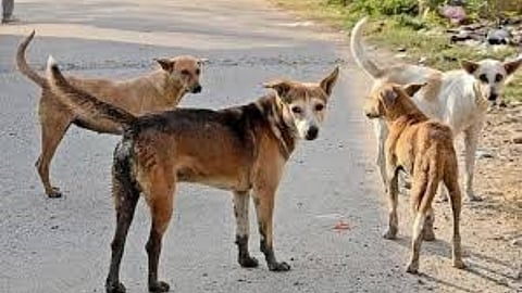 Nagpur: Stray Dogs Terrorize Medical Ward, Citizens Slam Administration’s Negligence