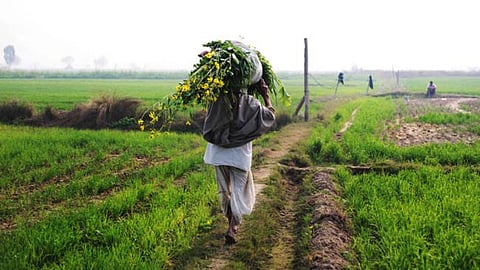 Maharashtra Farmers' Distress : Over 700 Suicides in Three Months