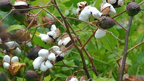 Court Slams Maharashtra Government: Delays in Cotton Procurement Hurt Farmers