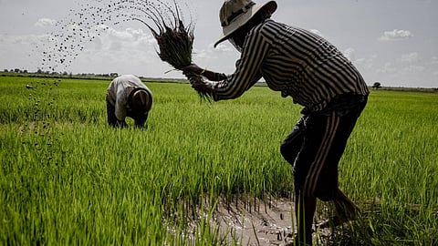 Nanded Crop Insurance Scam Unveils Nationwide Fraud Network