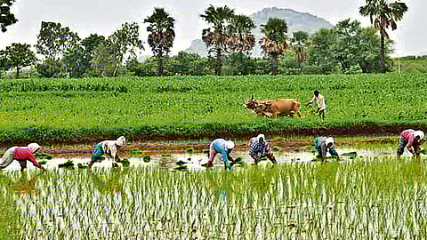 Maharashtra Government Targets Crop Insurance Fraud with New Blacklisting Policy