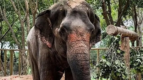 Mahadevi Elephant Case: State Government Takes Proactive Role, Matter to Be Reconsidered in Supreme Court