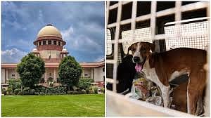 Supreme Court: Hearing in High Court Regarding Stray Dogs