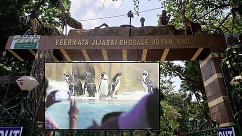 Byculla Ranichi baug: Important news for Mumbaikars! Penguins will not be visible in the Ranichi baug in the coming period; Find out why