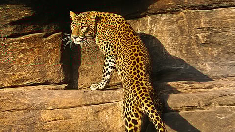 Navi Mumbai: Leopard Roaming Again on Kharghar Hill, Atmosphere of Fear Among Villagers