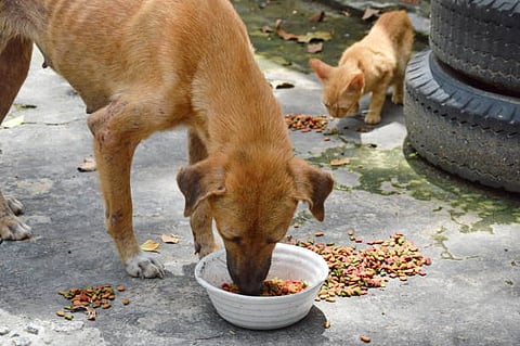 The Bombay High Court has made an important decision on feeding stray dogs