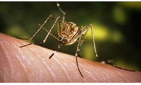 Fogging operations for acute encephalitis syndrome (AES), Japanese Encephalitis (JE) begin